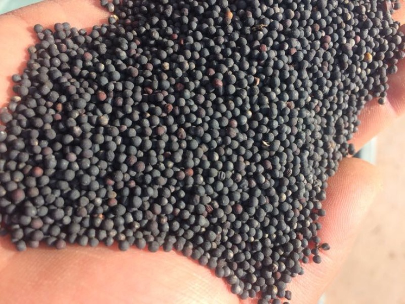 油菜籽
