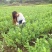 西瓜番石榴苗