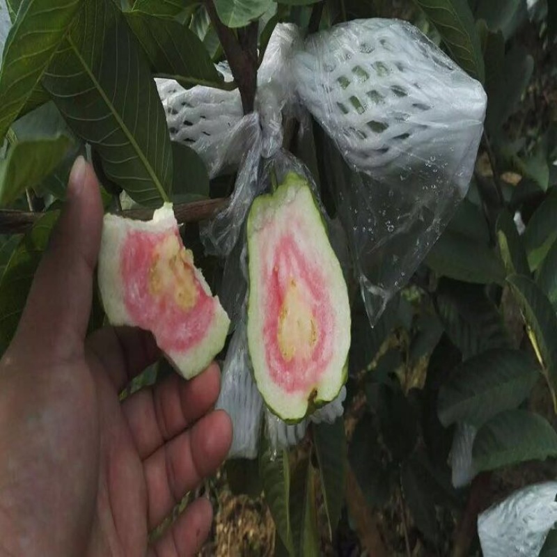 西瓜番石榴苗