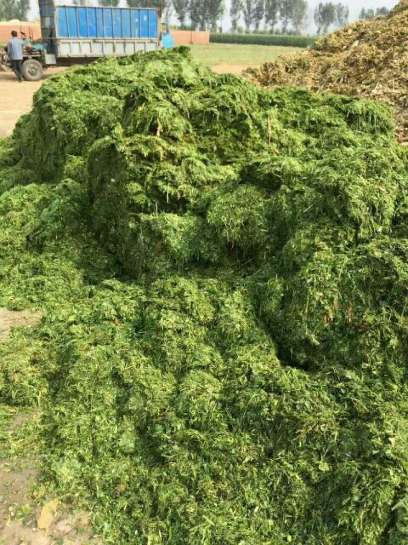 青储饲料48个月