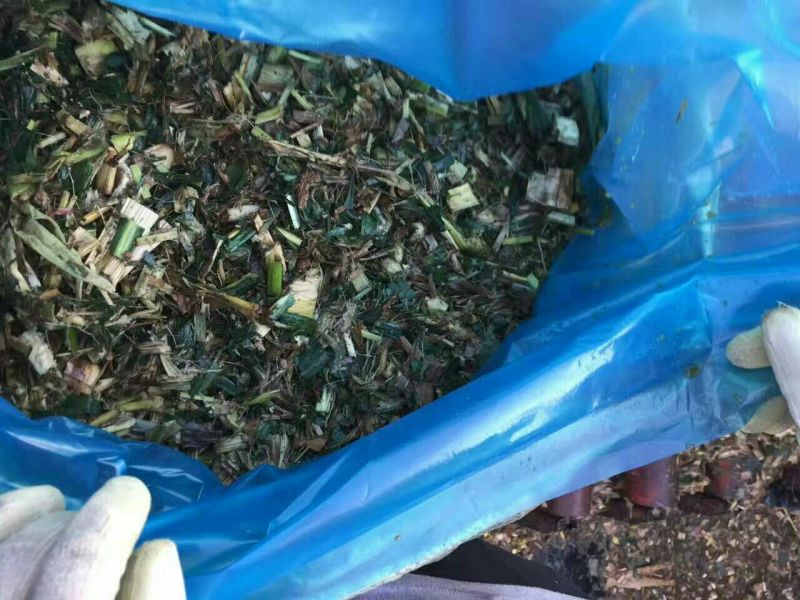 青储饲料48个月