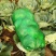 扁包菜精品1~2公斤