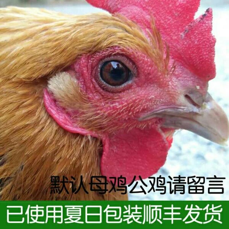 鸡散养土鸡3~4斤