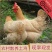 鸡散养土鸡3~4斤