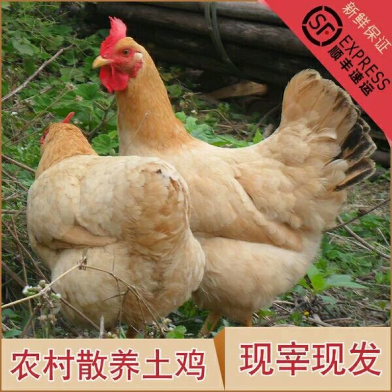 鸡散养土鸡3~4斤