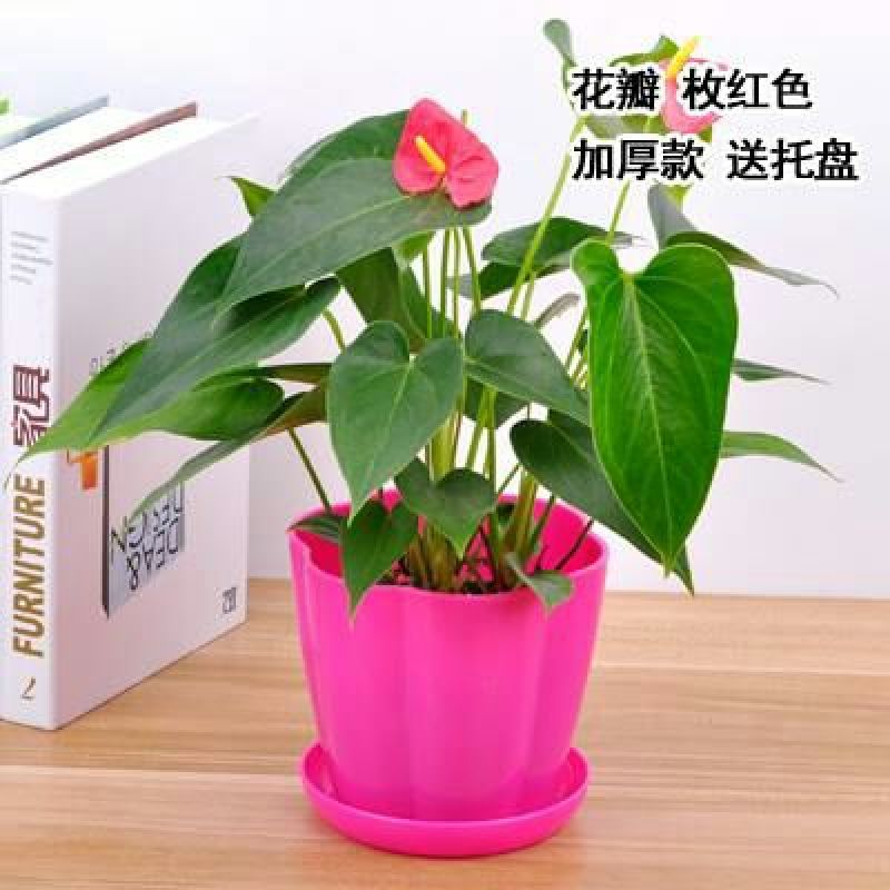 花盆加厚塑料种花种菜花瓣仿陶瓷花盆厂价直销