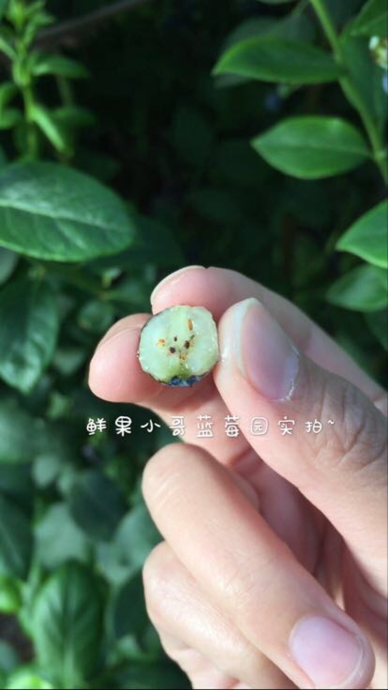 蓝丰蓝莓