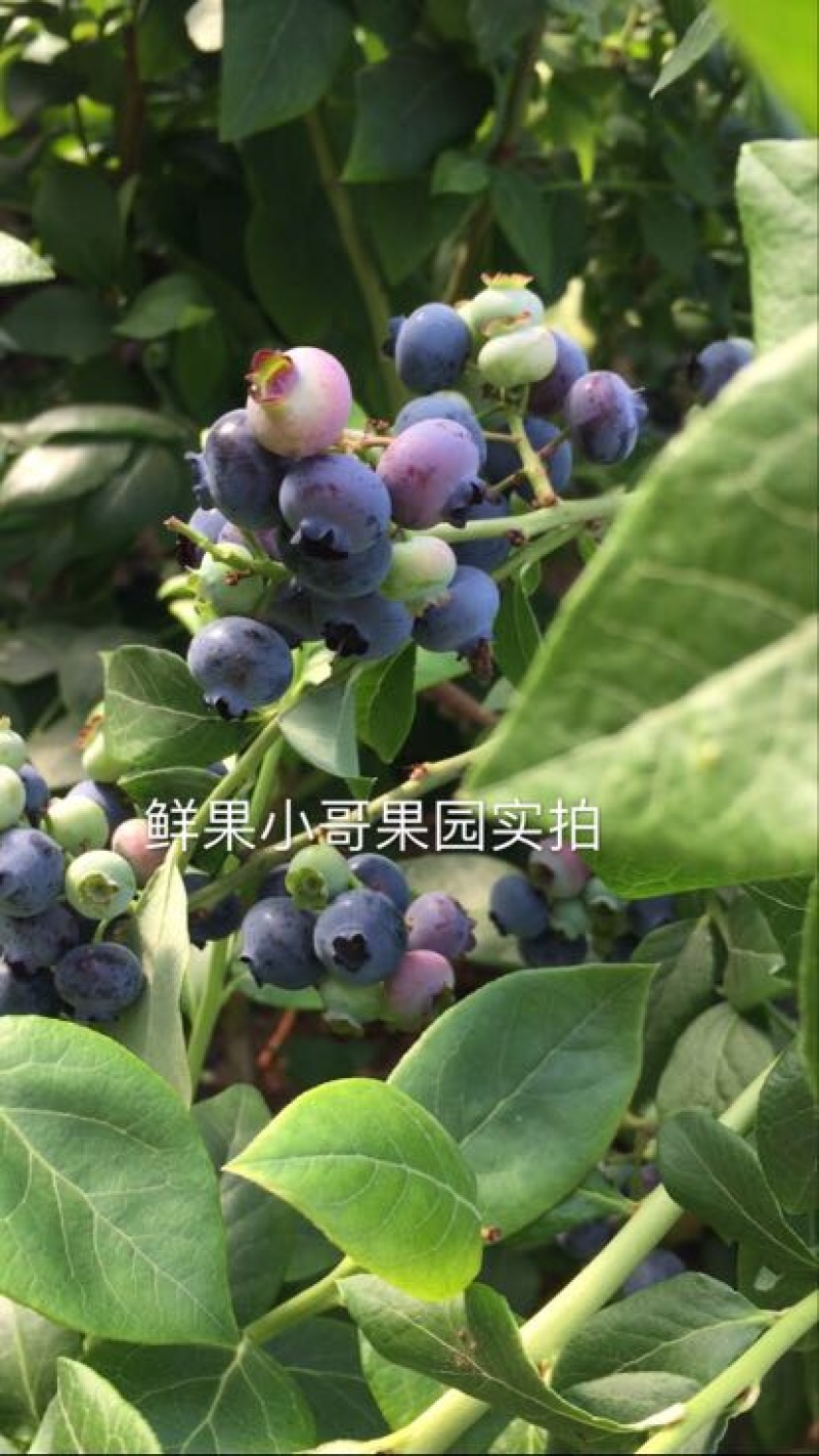 蓝丰蓝莓