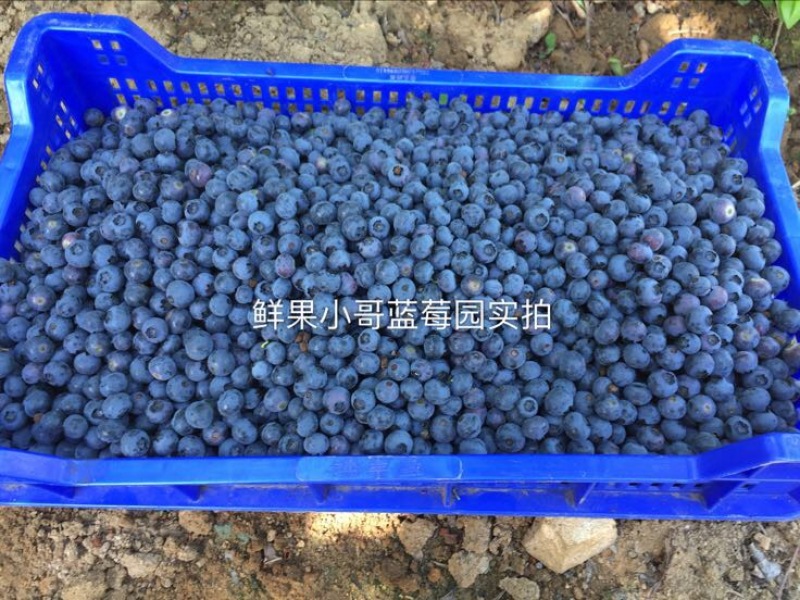 蓝丰蓝莓