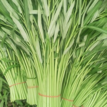 竹叶空心菜15~20厘米