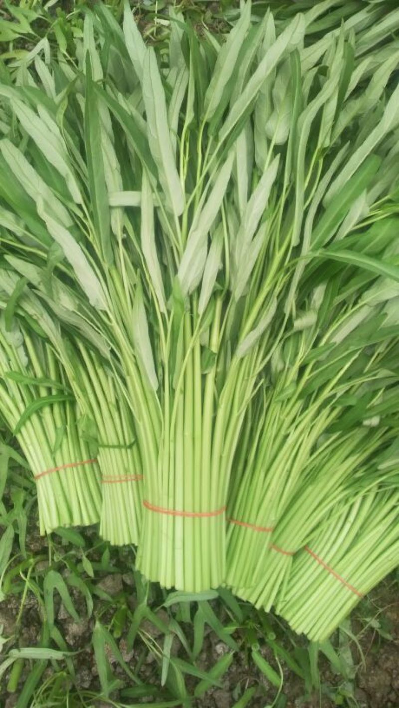 竹叶空心菜15~20厘米