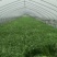竹叶空心菜15~20厘米