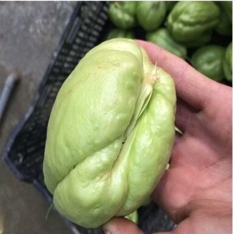 佛手瓜苗带芽发货出苗率高