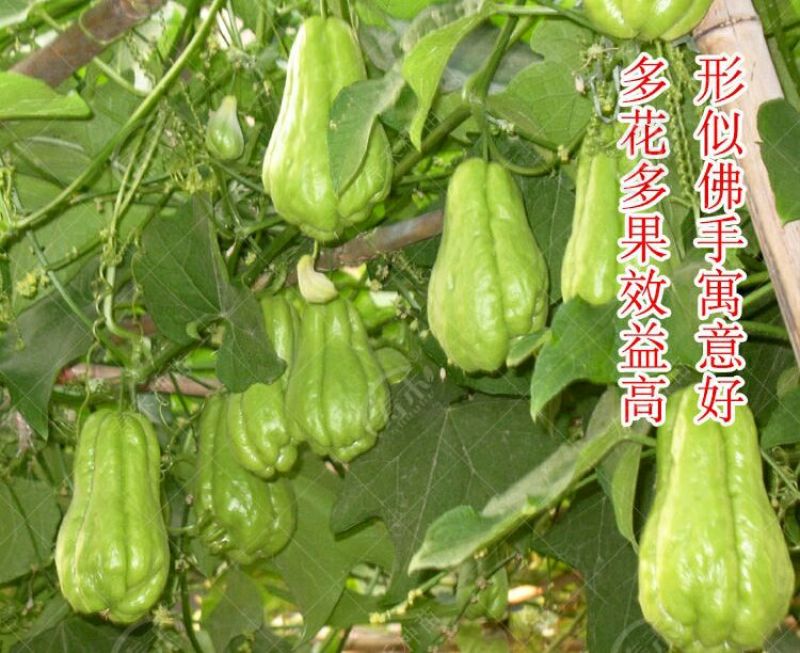 佛手瓜苗带芽发货出苗率高