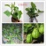 佛手瓜苗带芽发货出苗率高