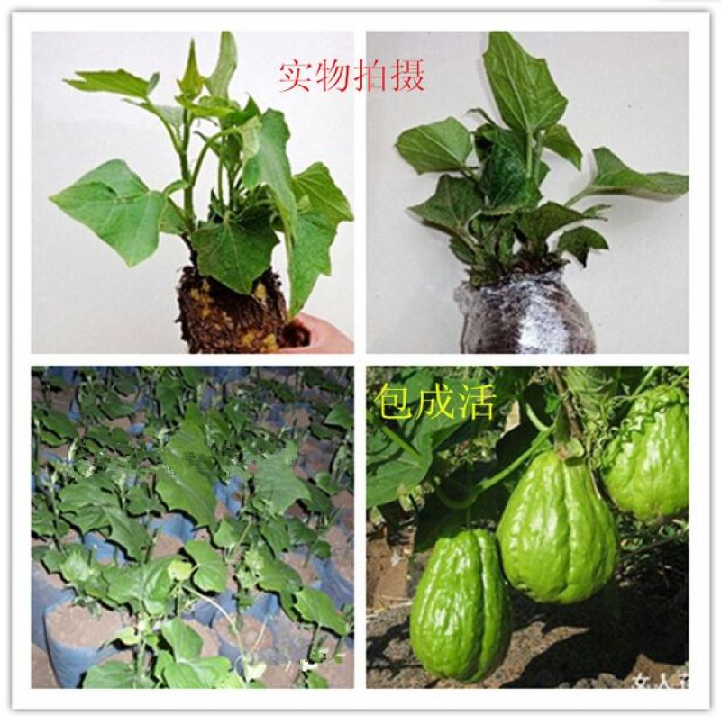 佛手瓜苗带芽发货出苗率高