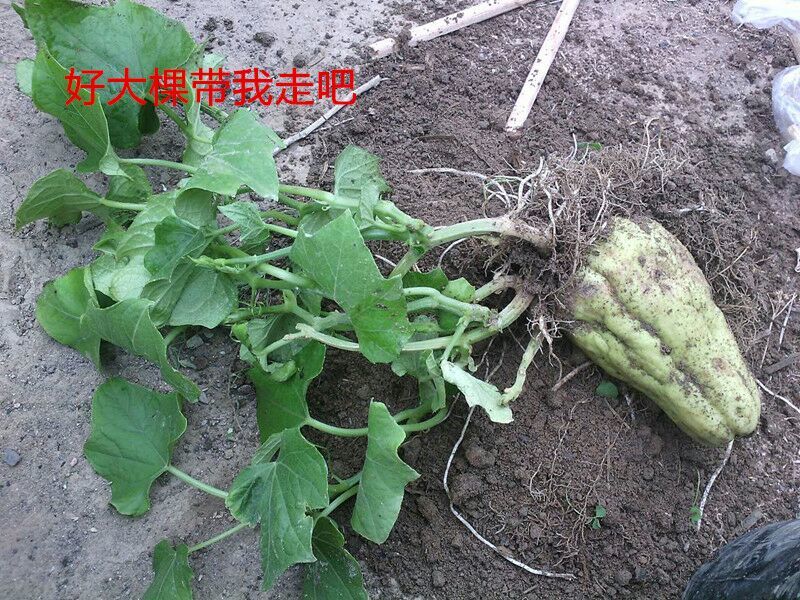 佛手瓜苗带芽发货出苗率高