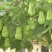佛手瓜苗带芽发货出苗率高