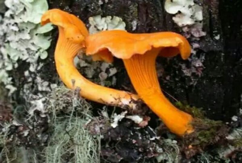 陕西野生黄丝菌10斤起批包邮