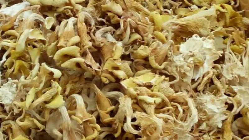 陕西野生黄丝菌10斤起批包邮