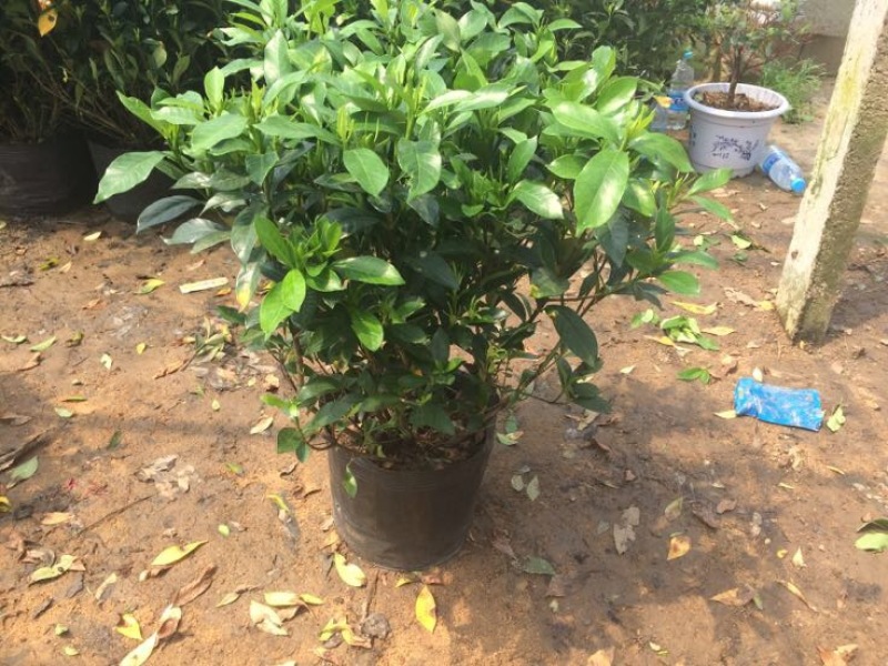 栀子花