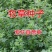 苜蓿种子紫花苜蓿种子