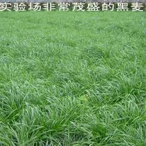 多年生宽叶黑麦草种子6斤/亩包邮