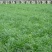 多年生宽叶黑麦草种子6斤/亩包邮