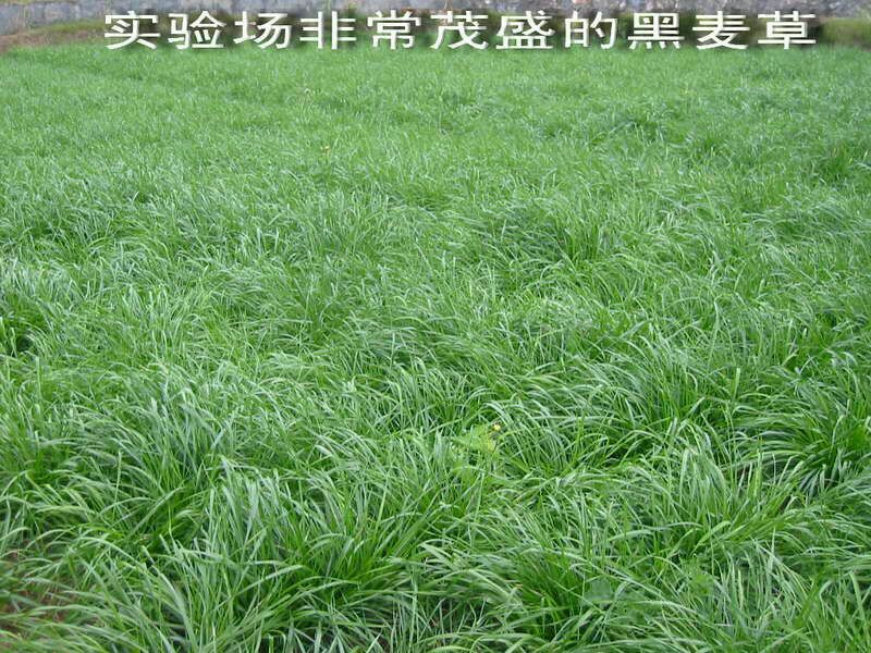多年生宽叶黑麦草种子6斤/亩包邮