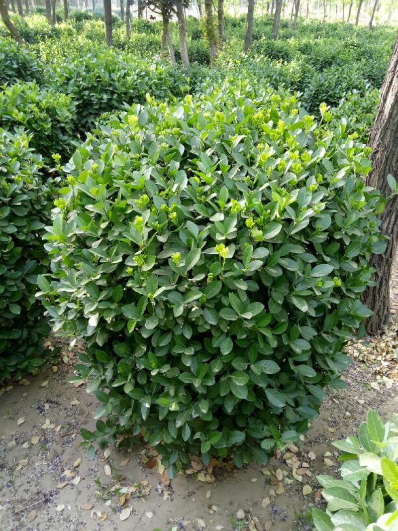 卫矛2~4cm4cm以下0.5~1米