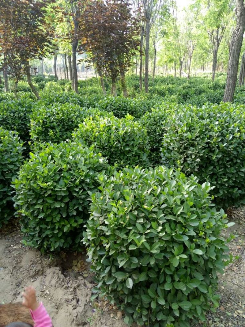 卫矛2~4cm4cm以下0.5~1米