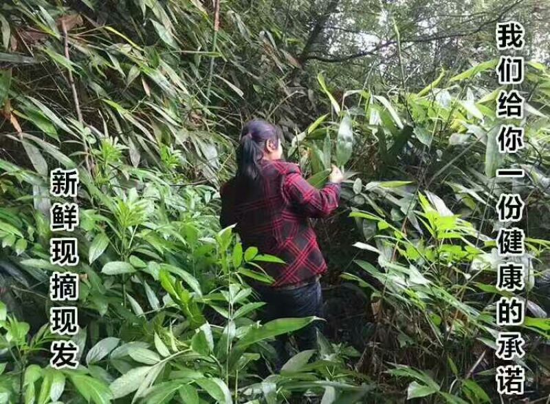 粽叶、箬叶、粽子叶、新鲜粽叶、竹粽叶、包粽子、粽子包裹、
