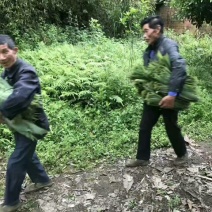 粽叶、箬叶、粽子叶、新鲜粽叶、竹粽叶、包粽子、粽子包裹、