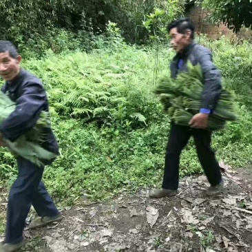 粽叶、箬叶、粽子叶、新鲜粽叶、竹粽叶、包粽子、粽子包裹、