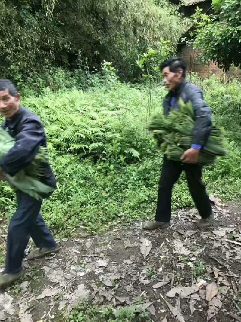 粽叶、箬叶、粽子叶、新鲜粽叶、竹粽叶、包粽子、粽子包裹、