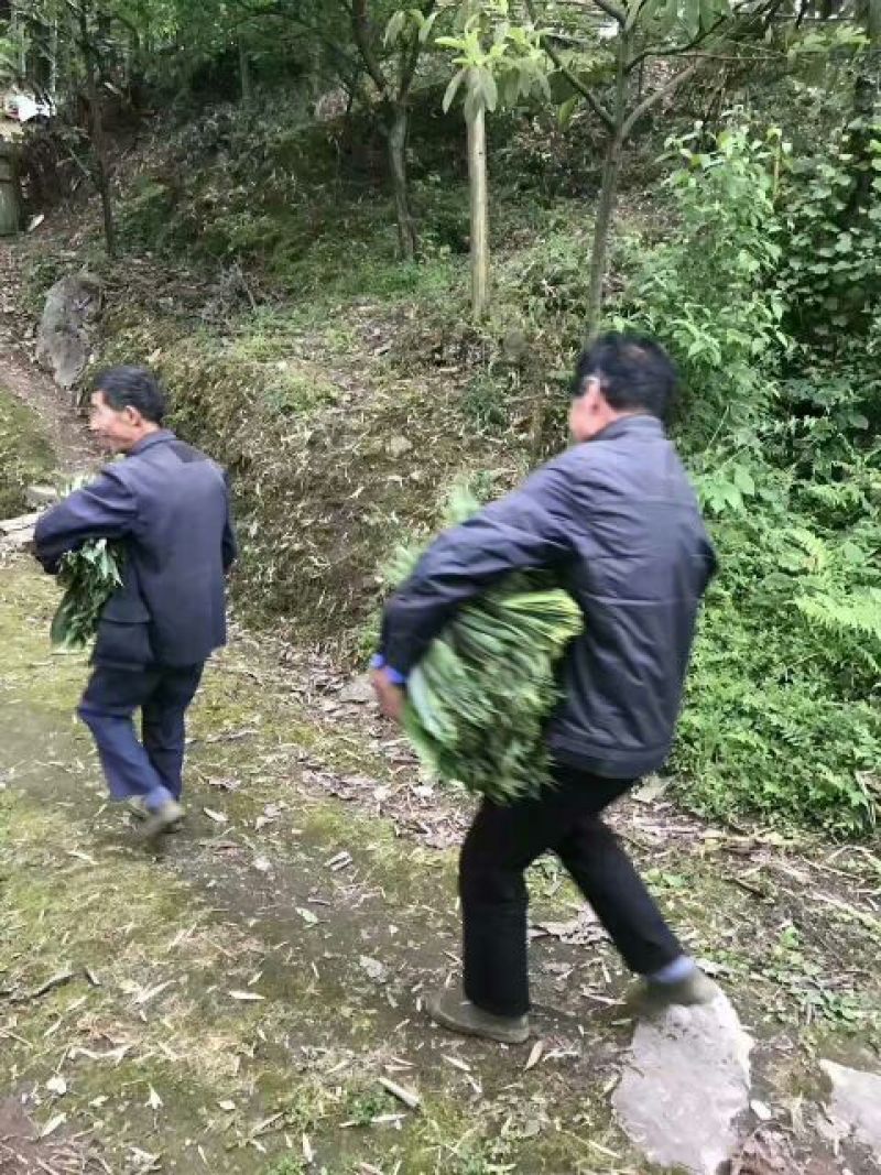 粽叶、箬叶、粽子叶、新鲜粽叶、竹粽叶、包粽子、粽子包裹、