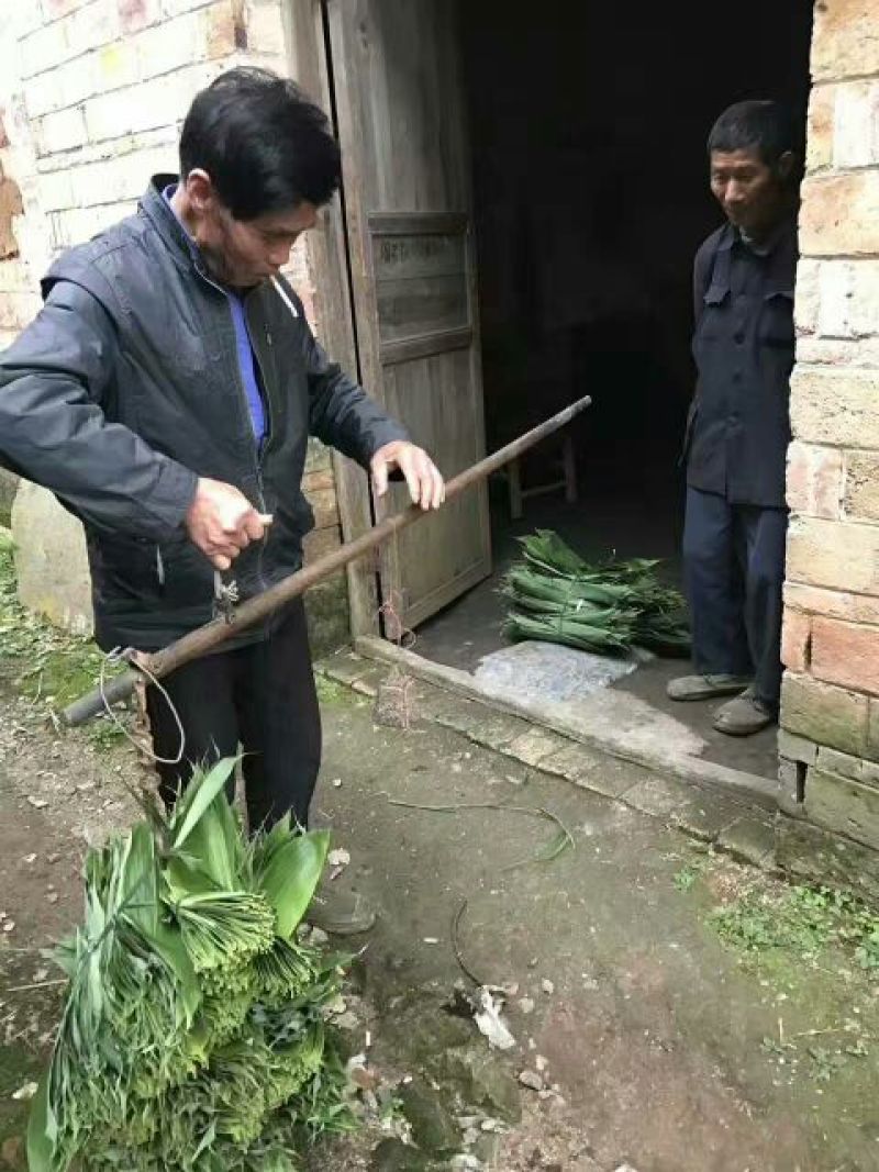 粽叶、箬叶、粽子叶、新鲜粽叶、竹粽叶、包粽子、粽子包裹、