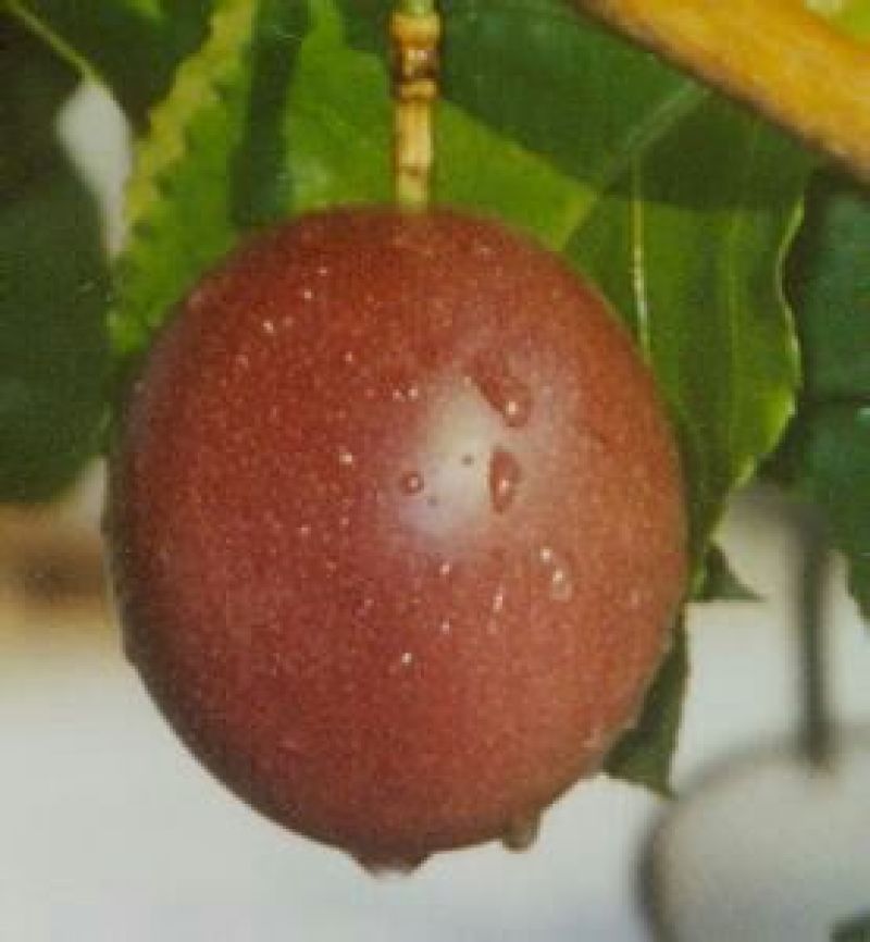 百香果苗10~20cm