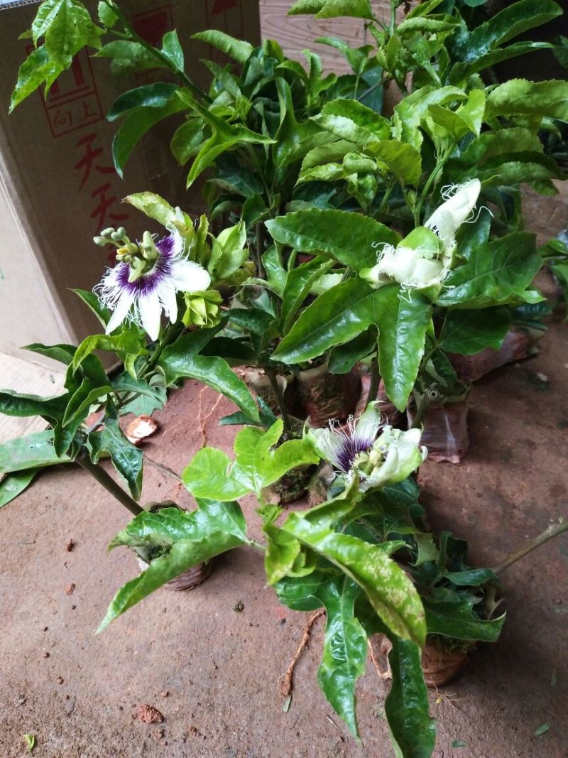 百香果苗10~20cm