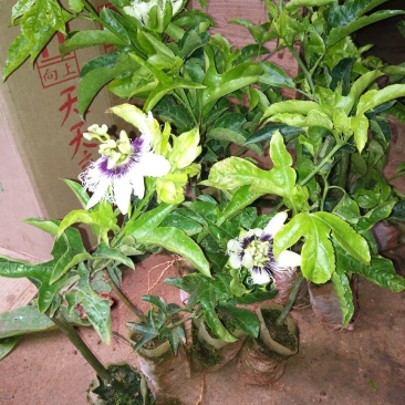 百香果苗10~20cm