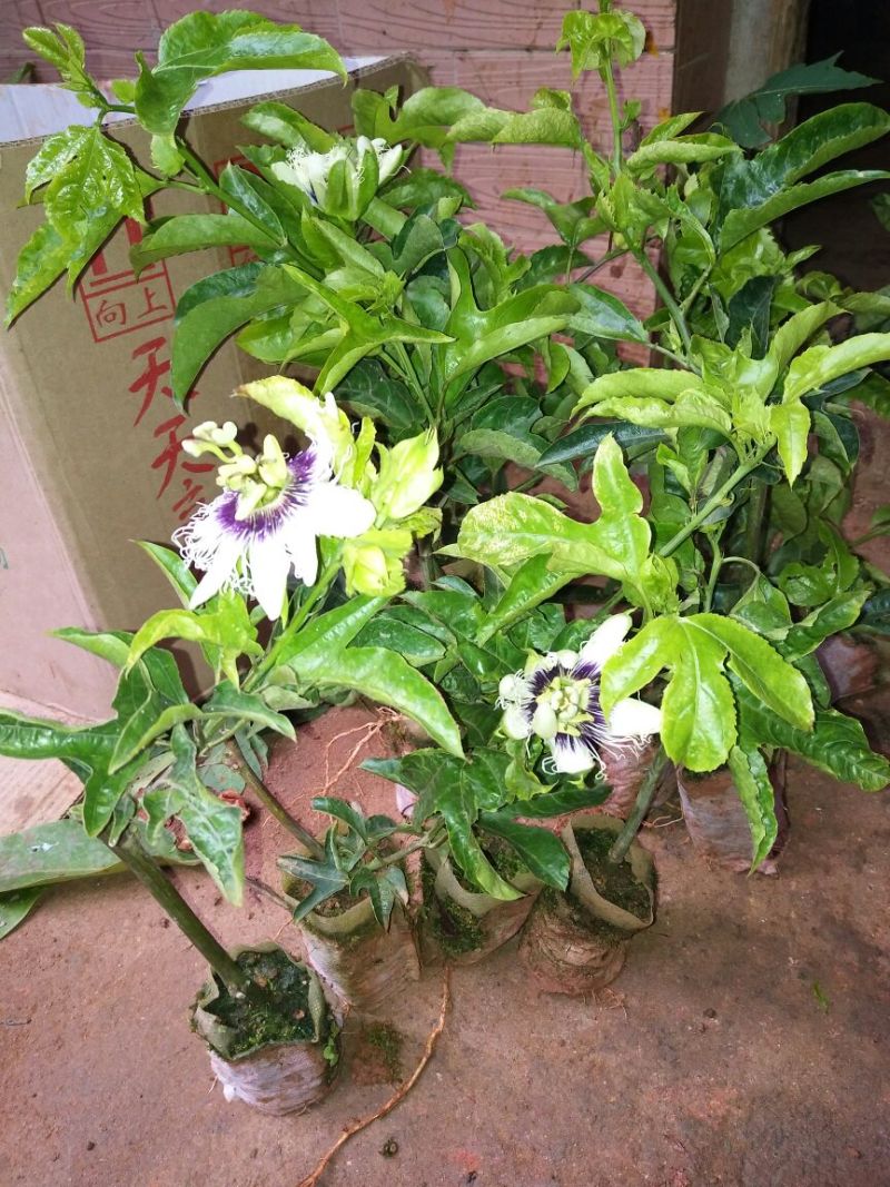 百香果苗10~20cm