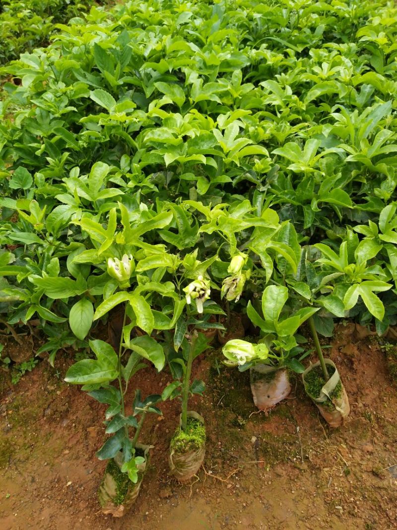 百香果苗10~20cm