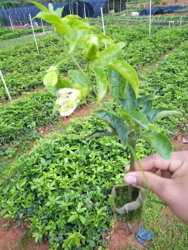百香果苗10~20cm