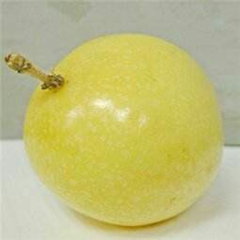 百香果苗10~20cm