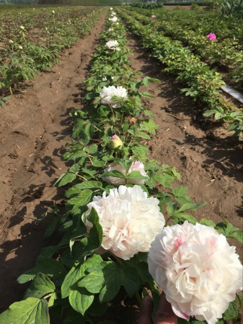 牡丹花苗1到5年生标准嫁接苗牡丹基地直销包活包开