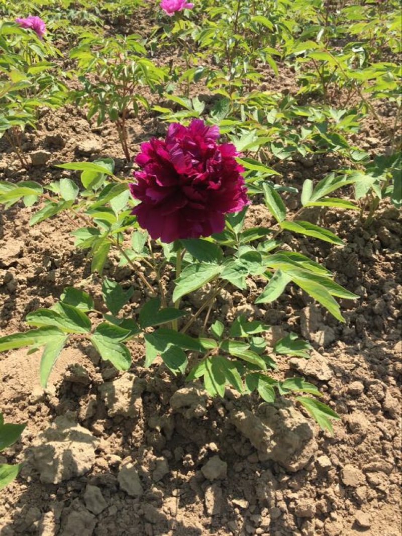 牡丹花苗1到5年生标准嫁接苗牡丹基地直销包活包开