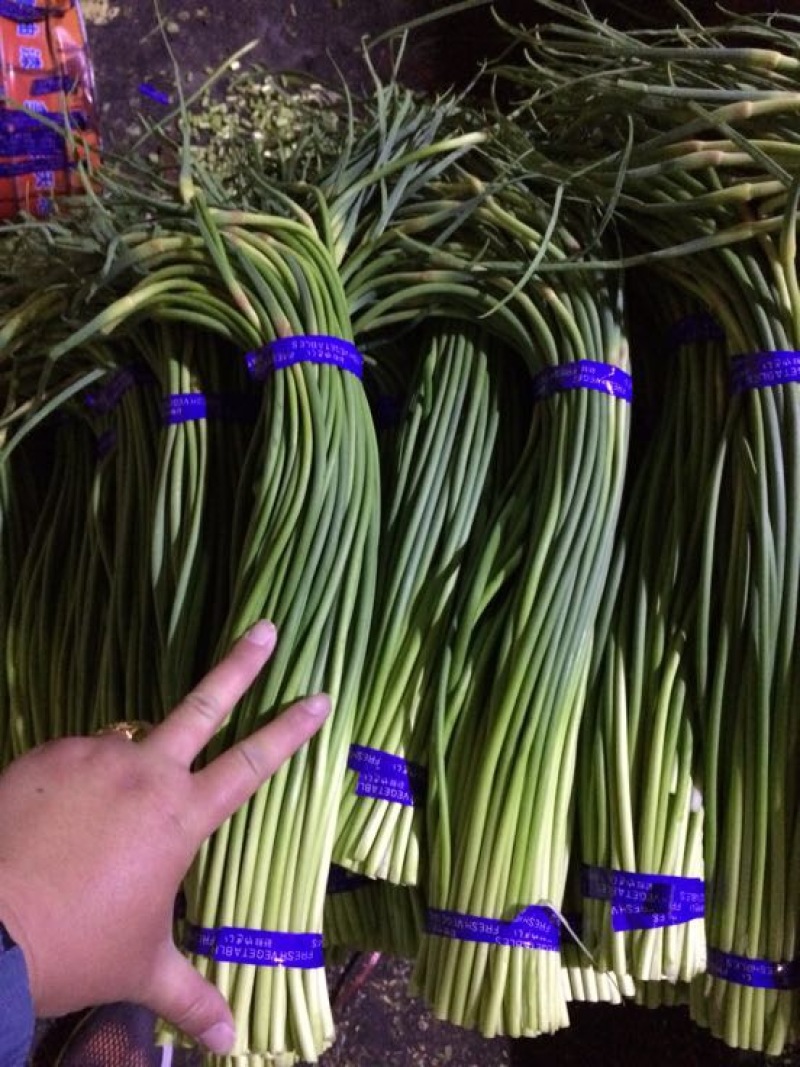【优质】蒜薹大量上市代收代存代发市场常年精品加工打冷
