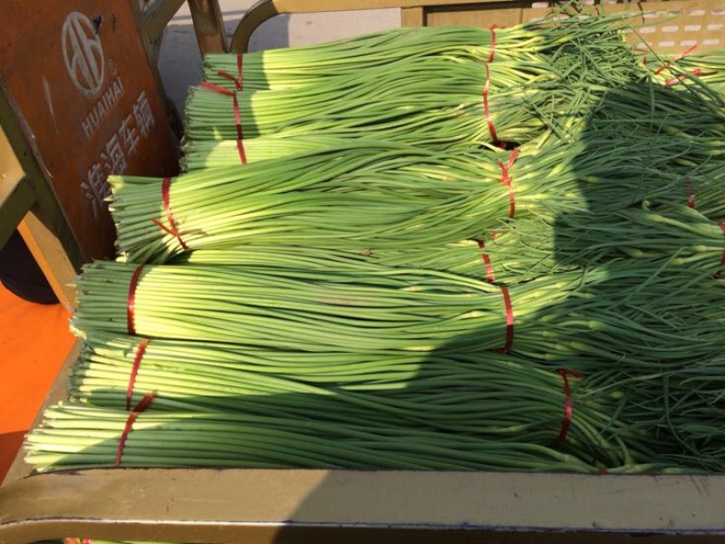 【优质】蒜薹大量上市代收代存代发市场常年精品加工打冷