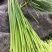 【山东金乡红帽蒜薹】今年新货细条匀称价格优惠代发全国