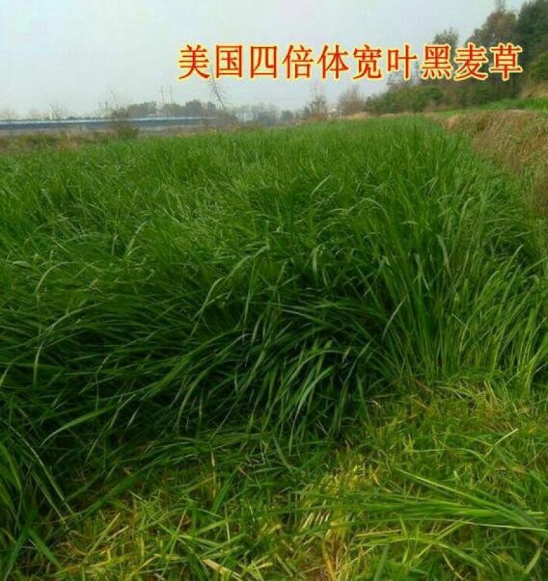 多年生宽叶黑麦草种子6斤/亩包邮